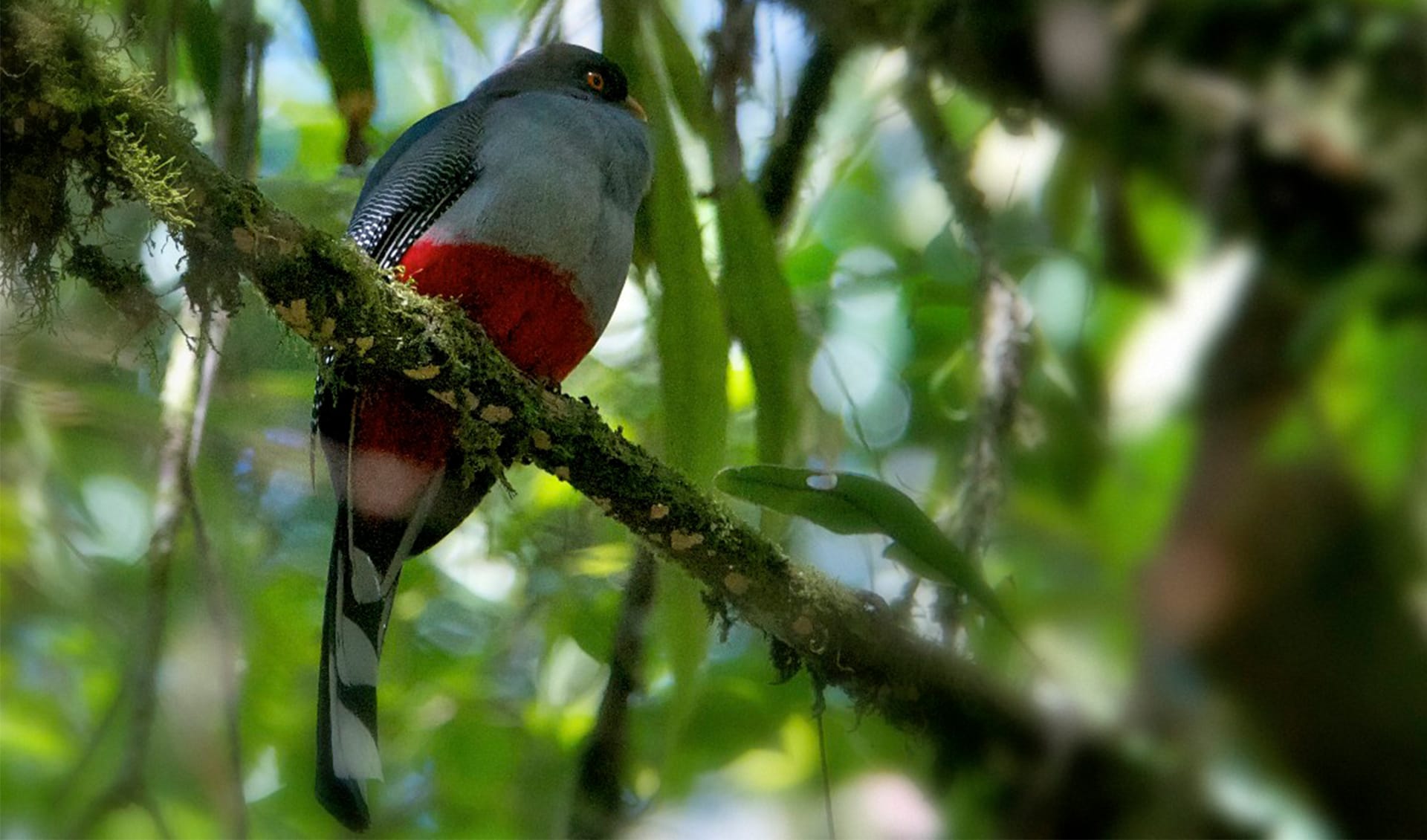 Hispaniolan trogon facts, distribution & population BioDB